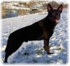 Australian Kelpie Hund