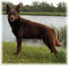 Australian Kelpie Hund