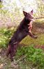 Australian Kelpie Hund