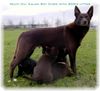 Australian Kelpie Hund