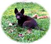 Australian Kelpie Hund