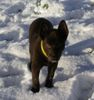 Australian Kelpie Hund