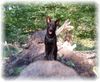 Australian Kelpie Hund