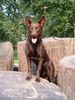 Australian Kelpie Hund