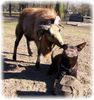 Australian Kelpie Hund