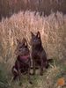 Australian Kelpie Hund