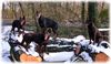 Australian Kelpie Hund