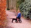 Australian Kelpie Hund