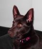 Australian Kelpie Hund