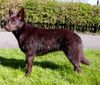 Australian Kelpie Hund