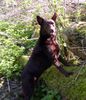 Australian Kelpie Hund