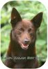 Australian Kelpie Hund