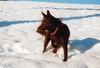 Australian Kelpie Hund