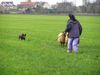 Australian Kelpie Hund