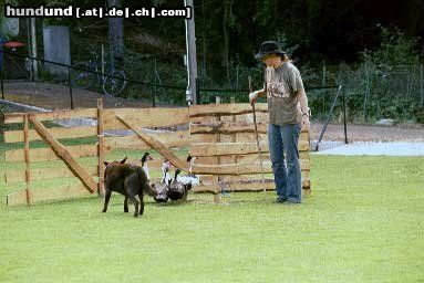 Australian Kelpie xanatos beim Enten Hüten