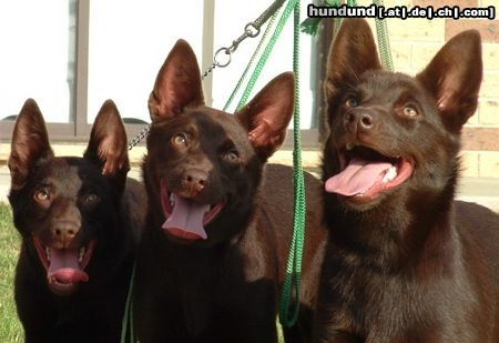 Australian Kelpie Tara, Tammy und Terra vom KLA Zwinger in NSW Australiën