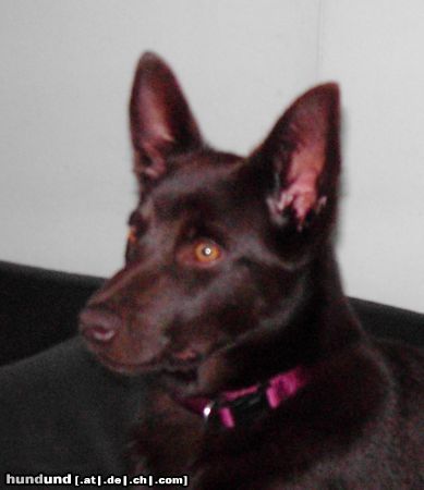 Australian Kelpie KLA Simply Xtra Special (Terra) Aus. Import nach Holland. Terra ist hier 5 monate