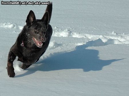 Australian Kelpie KLA Simply Xtra Special (Terra) Aus. Import nach Holland. Terra hier beim Hütearbeit im Schnee am 3e marz 2005