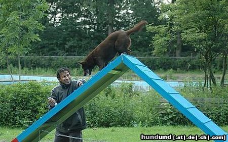 Australian Kelpie Terra beim Agility training