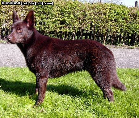 Australian Kelpie KLA Simply Xtra Special (Terra) Aus. Import nach Holland. Terra hier mit 8 monate noch nass vom schwimmen