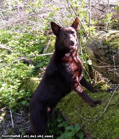 Australian Kelpie KLA Simply Xtra Special (Terra) Aus. Import nach Holland. Terra hier mit 8 monate.