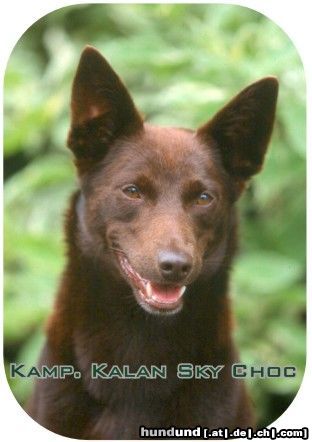 Australian Kelpie Multi Champion Kalan Sky Choc (Vax)