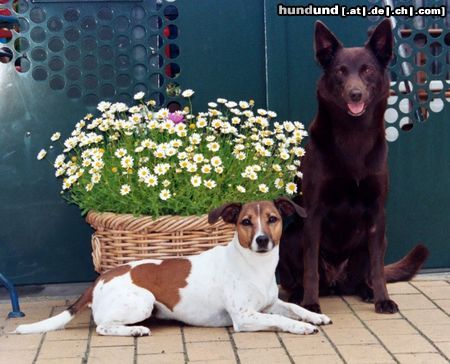 Australian Kelpie Jack Russell, Tosca mit Australian Kelpie Multi Ch. Kalan Sky Choc.