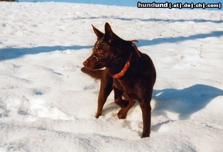 Australian Kelpie Xanatos im Schnee