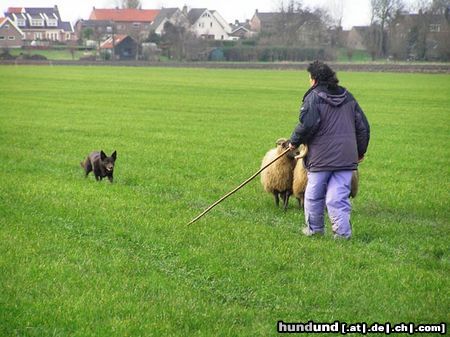 Australian Kelpie Ch. Dutch Dynamite Datildoo Darwin, LuxCh., NLCh., ESgr\'04. Arbeit und schonheit vereint. Darwin wurde am 28 dezember in Renkum (Holland) 5e beim Schafenhüten, zwichen 33 Border Collies.