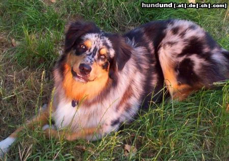 Australian Shepherd