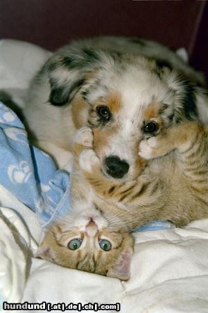 Australian Shepherd Blue from Black Boy Country