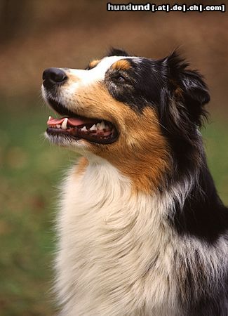 Australian Shepherd Australian Shepherd auf einem Hundeplatz fotografiert