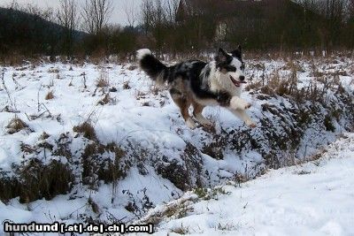 Australian Shepherd Nur fliegen ist schöner...