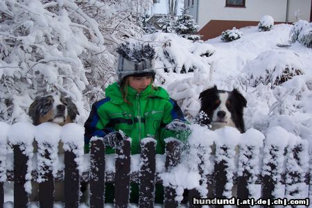 Australian Shepherd