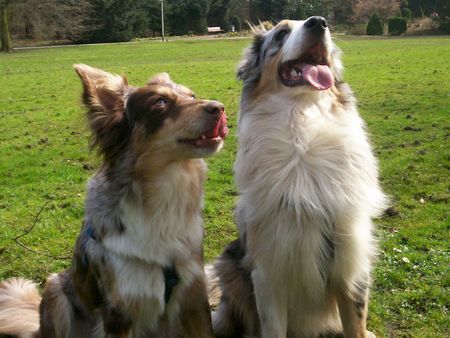 Australian Shepherd Das sind Mimi und Balu.. 2 Aussies.. 