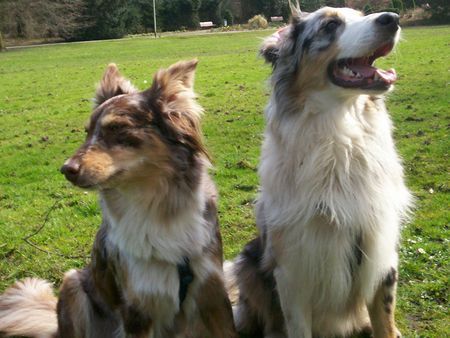 Australian Shepherd Das sind Mimi und Balu.. 2 Aussies.. 