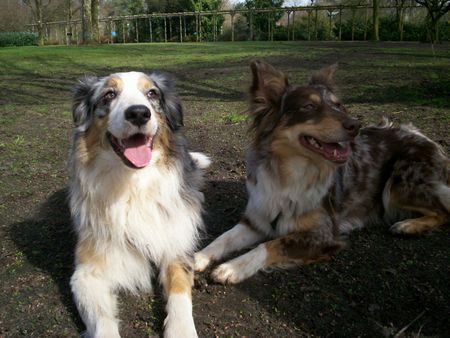 Australian Shepherd Das sind Mimi und Balu.. 2 Aussies.. 