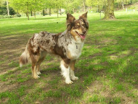 Australian Shepherd Aussie Hündin Mimoe