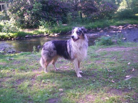 Australian Shepherd Ich bin Balu