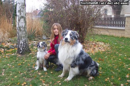 Australian Shepherd Unser Standardaussie Merlin mit Miniaussie Angel