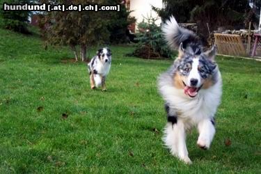 Australian Shepherd Fang mich!