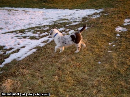 Australian Shepherd Puschkin jagt