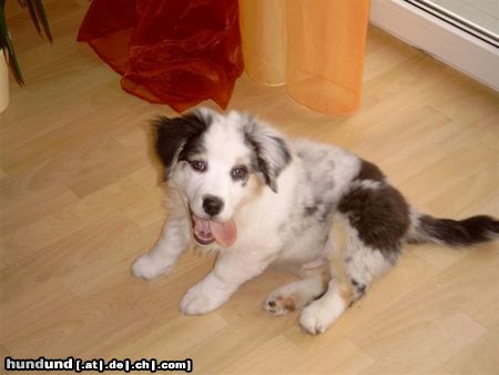 Australian Shepherd Puschkin 12 Wochen