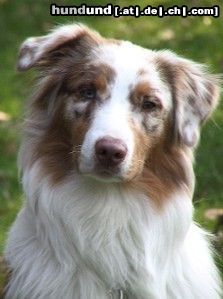 Australian Shepherd Absolutly Magic Archimedes