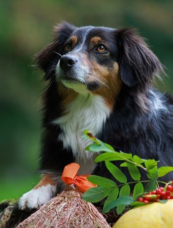 Australian Shepherd Sydney