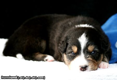 Australian Shepherd Nayeli Baby