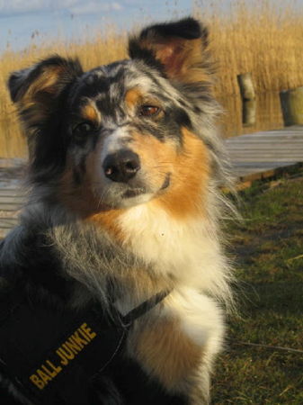 Australian Shepherd Luke