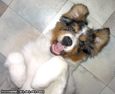 Australian Shepherd gestatten....JACK