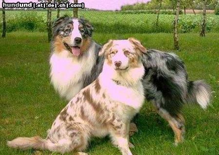 Australian Shepherd Merlin und seine Tochter Princess