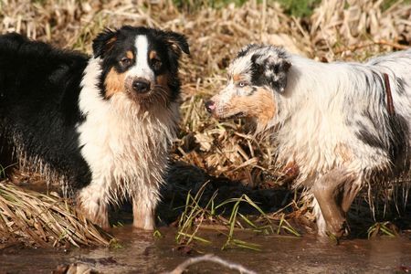 Australian Shepherd Schmutzfinken 